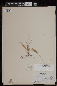 Asplenium rhizophyllum image