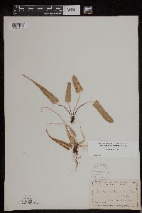 Asplenium rhizophyllum image