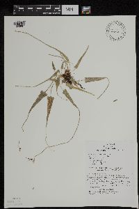 Asplenium rhizophyllum image