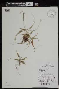 Asplenium rhizophyllum image