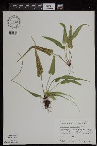 Asplenium rhizophyllum image