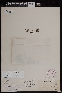 Azolla mexicana image