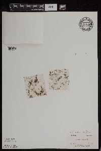 Azolla mexicana image