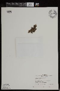 Azolla mexicana image