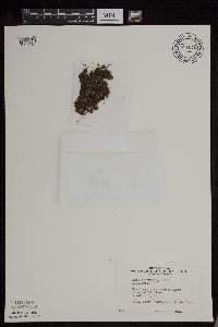 Azolla mexicana image