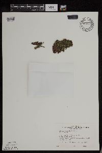 Azolla mexicana image