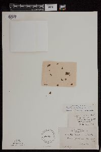 Azolla mexicana image