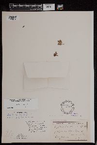 Azolla mexicana image