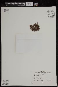 Azolla mexicana image