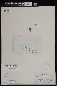 Azolla mexicana image