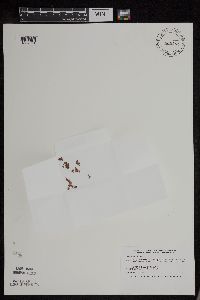 Azolla mexicana image