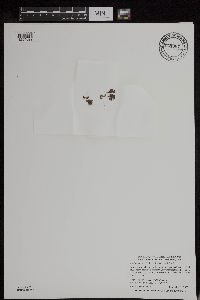 Azolla mexicana image