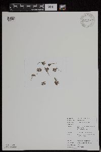 Azolla mexicana image