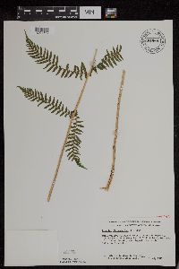 Athyrium filix-femina var. angustum image