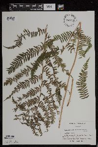 Athyrium filix-femina image