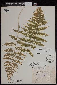 Athyrium filix-femina image