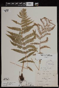 Athyrium filix-femina image