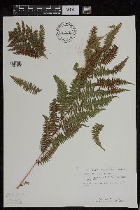 Athyrium filix-femina image