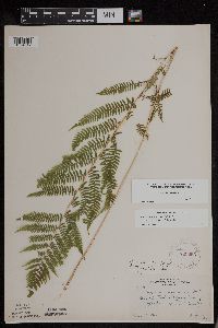 Athyrium filix-femina image