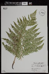 Athyrium filix-femina image