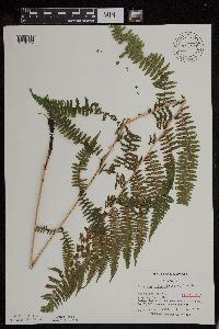 Athyrium filix-femina image