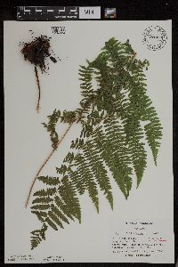 Athyrium filix-femina var. angustum image