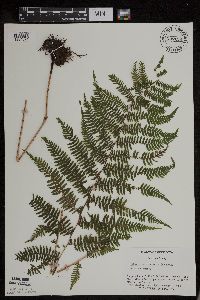 Athyrium filix-femina image