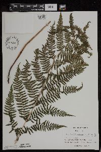 Athyrium filix-femina image