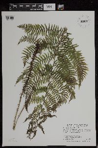 Athyrium filix-femina image