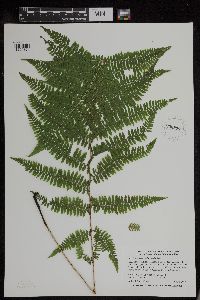 Athyrium filix-femina image