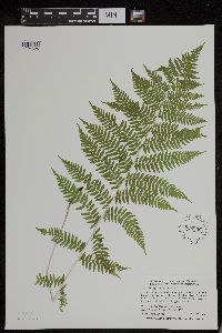 Athyrium filix-femina image