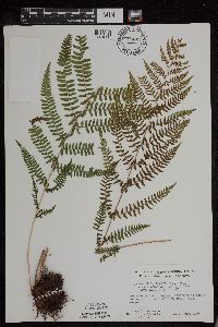 Athyrium filix-femina image