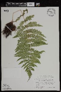 Athyrium filix-femina image