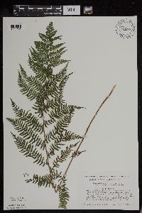 Athyrium filix-femina image