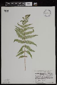 Athyrium filix-femina image