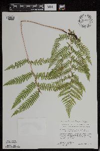 Athyrium filix-femina image