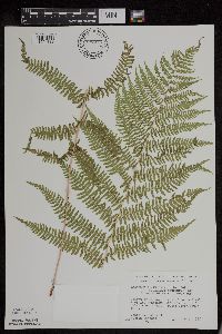 Athyrium filix-femina image