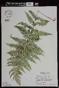 Athyrium filix-femina image