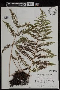 Athyrium filix-femina image