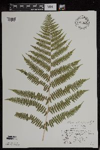 Athyrium filix-femina image