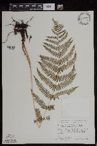 Athyrium filix-femina image