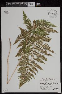 Athyrium filix-femina image
