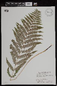 Athyrium filix-femina var. angustum image