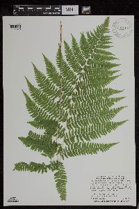 Athyrium filix-femina var. angustum image