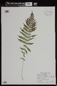 Athyrium filix-femina var. angustum image