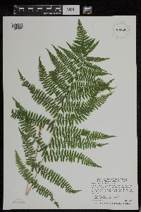 Athyrium filix-femina image