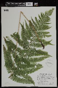 Athyrium filix-femina image