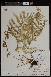 Athyrium filix-femina image