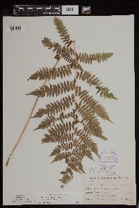 Athyrium filix-femina image