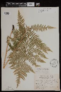 Athyrium filix-femina image